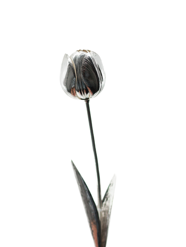 Tulipa em Prata