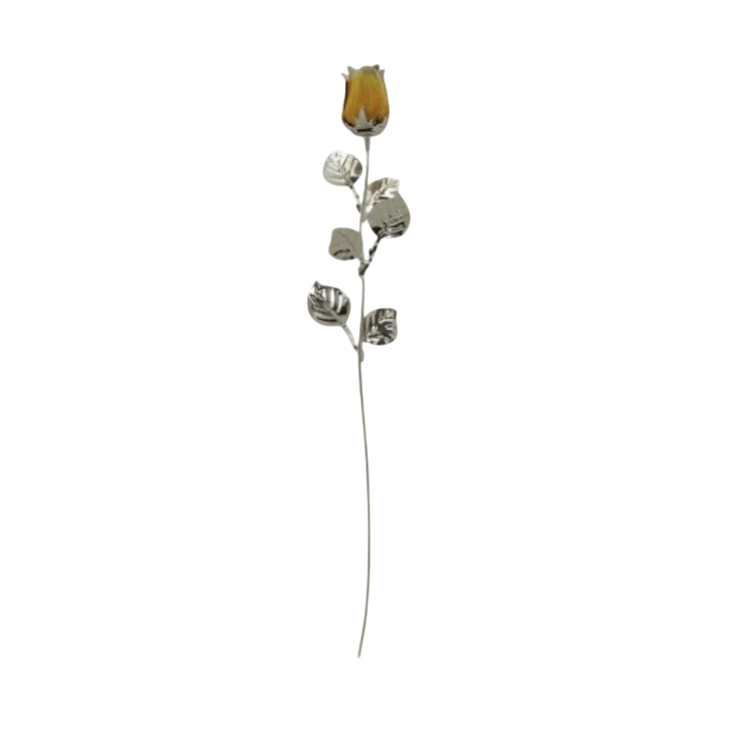image-Photoroom – 2026-05-08T175148.255
